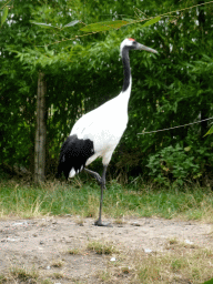 Red-Crowned Crane at the Forest area at ZooParc Overloon