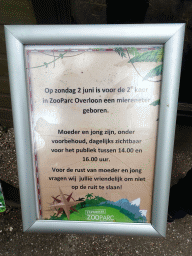 Information on the birth of a Giant Anteater at the Forest area at ZooParc Overloon