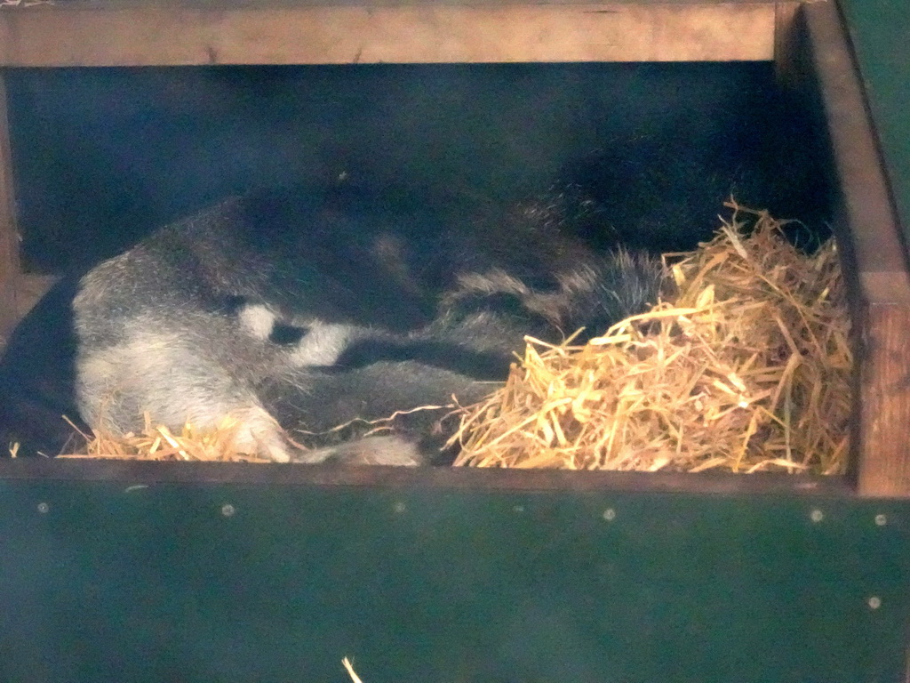 Giant Anteaters at the Forest area at ZooParc Overloon