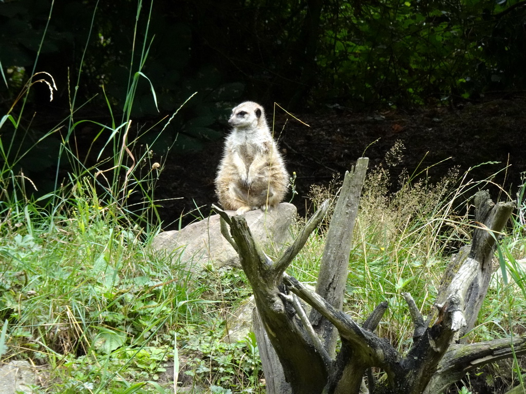 Meerkat at the Forest area at ZooParc Overloon