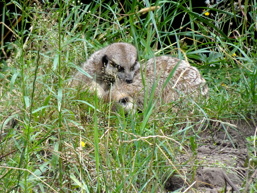 Meerkats at the Forest area at ZooParc Overloon