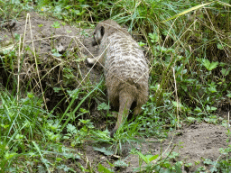 Meerkat at the Forest area at ZooParc Overloon