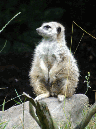 Meerkat at the Forest area at ZooParc Overloon