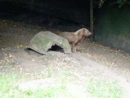 Bush Dog at the Forest area at ZooParc Overloon