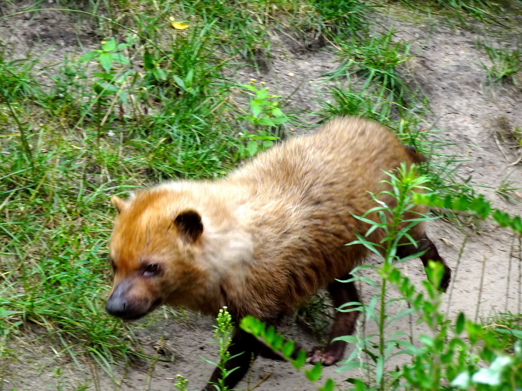 Bush Dog at the Forest area at ZooParc Overloon