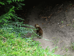 Bush Dog at the Forest area at ZooParc Overloon