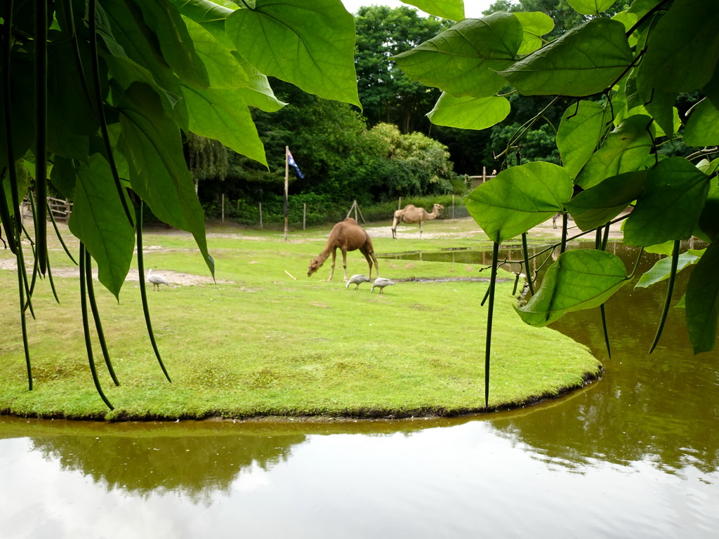 Dromedaries and Geese at the Outback area at ZooParc Overloon