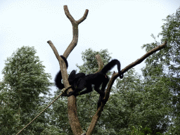 Red-faced Spider Monkeys at the Amazone area at ZooParc Overloon