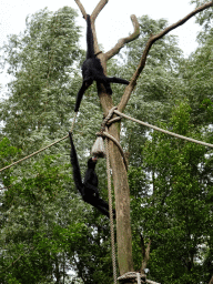 Red-faced Spider Monkeys at the Amazone area at ZooParc Overloon