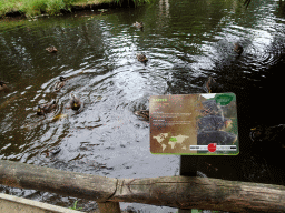 Ducks and Common Carps at the Ngorongoro area at ZooParc Overloon, with explanation
