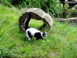 Black-and-white Ruffed Lemur at the Ngorongoro area at ZooParc Overloon