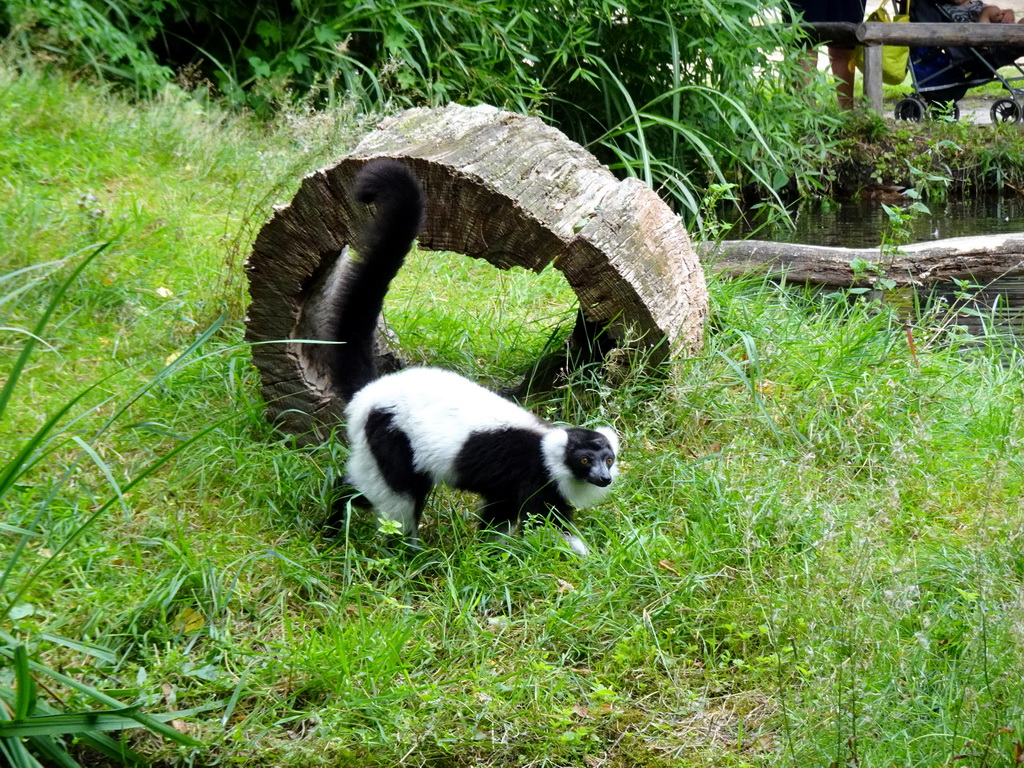 Black-and-white Ruffed Lemur at the Ngorongoro area at ZooParc Overloon