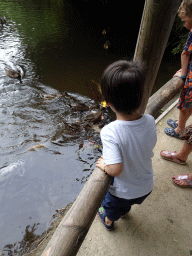 Max feeding the Ducks and Common Carps at the Ngorongoro area at ZooParc Overloon