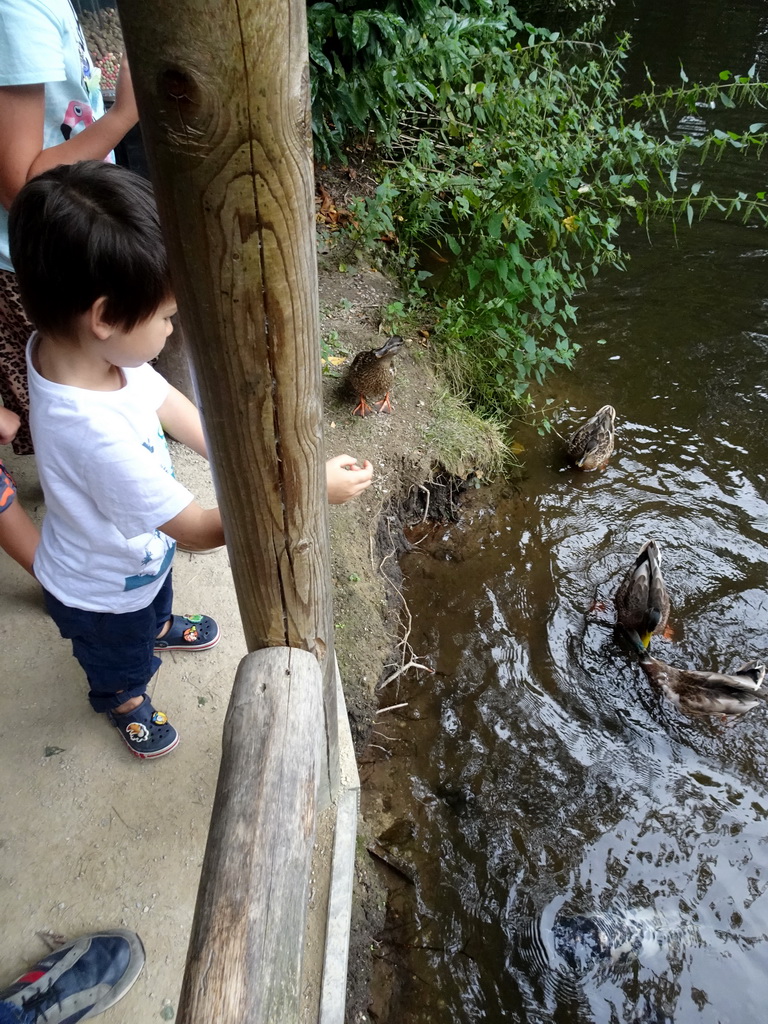 Max feeding the Ducks and Common Carps at the Ngorongoro area at ZooParc Overloon