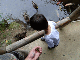 Max feeding the Ducks and Common Carps at the Ngorongoro area at ZooParc Overloon