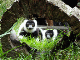 Black-and-white Ruffed Lemurs at the Ngorongoro area at ZooParc Overloon