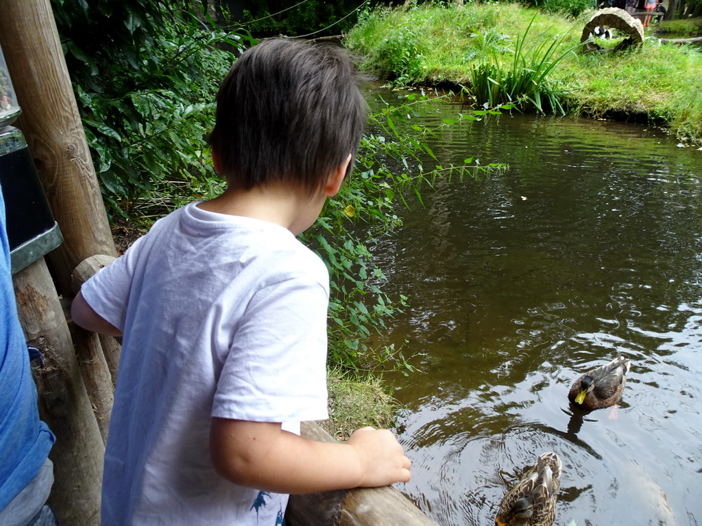 Max feeding the Ducks and Common Carps at the Ngorongoro area at ZooParc Overloon