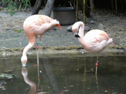 Chilean Flamingos at the Ngorongoro area at ZooParc Overloon