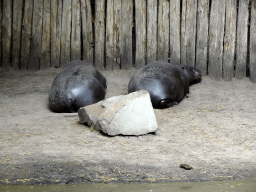 Pygmy Hippopotamuses at the Ngorongoro area at ZooParc Overloon