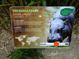 Explanation on the Pygmy Hippopotamus at the Ngorongoro area at ZooParc Overloon