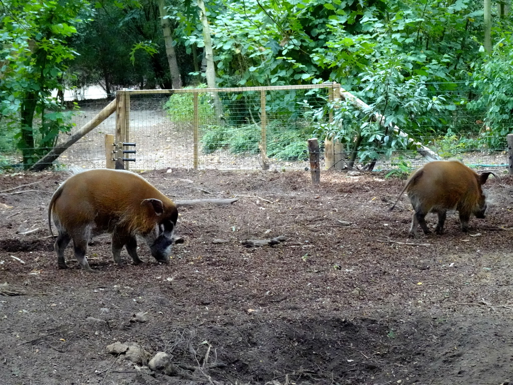 Red River Hogs at the Ngorongoro area at ZooParc Overloon