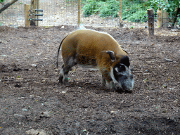 Red River Hog at the Ngorongoro area at ZooParc Overloon
