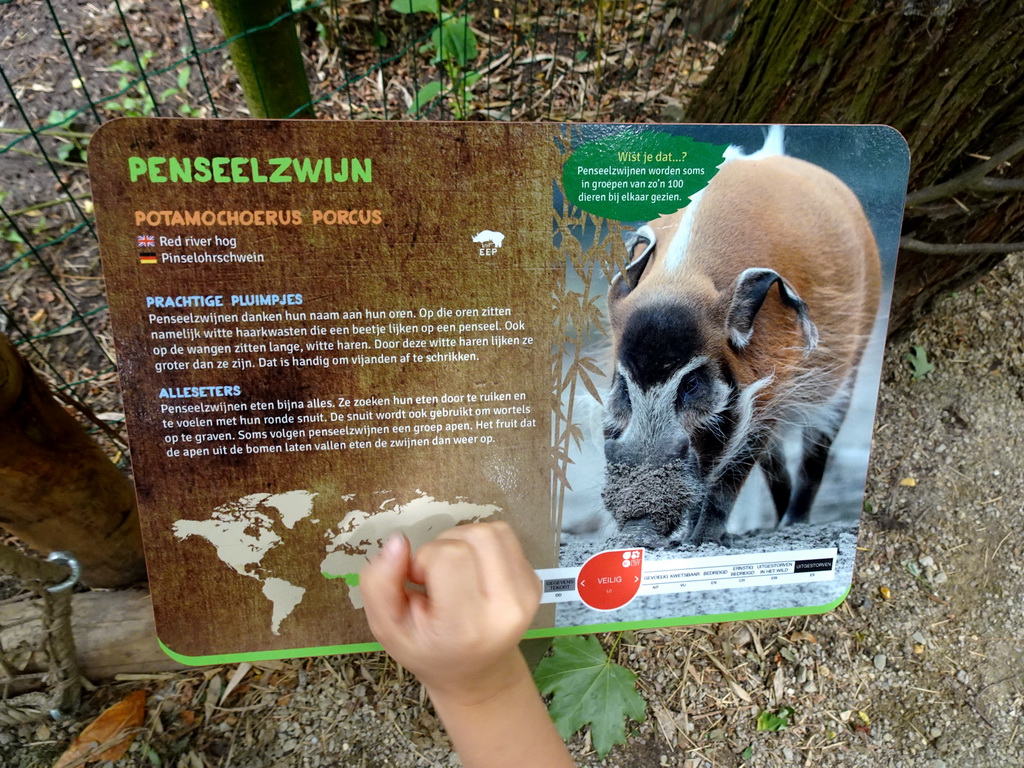 Explanation on the Red River Hog at the Ngorongoro area at ZooParc Overloon