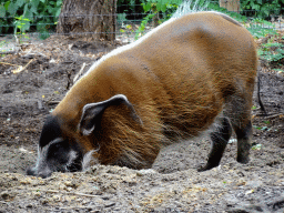 Red River Hog at the Ngorongoro area at ZooParc Overloon