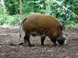 Red River Hog at the Ngorongoro area at ZooParc Overloon