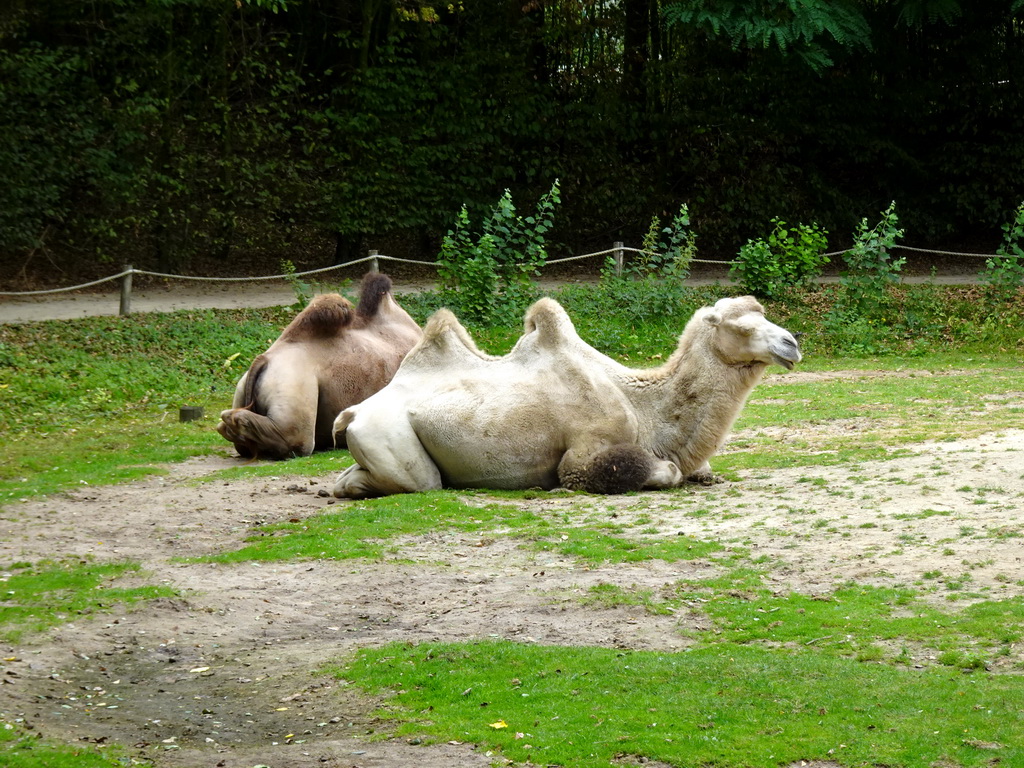 Camels at the Ngorongoro area at ZooParc Overloon