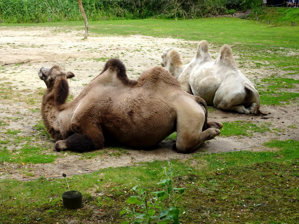 Camels at the Ngorongoro area at ZooParc Overloon