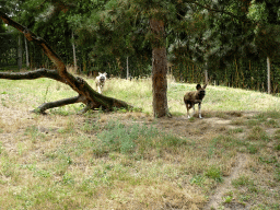 African Wild Dogs at the Ngorongoro area at ZooParc Overloon