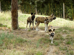 African Wild Dogs at the Ngorongoro area at ZooParc Overloon