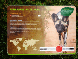 Explanation on the African Wild Dog at the Ngorongoro area at ZooParc Overloon