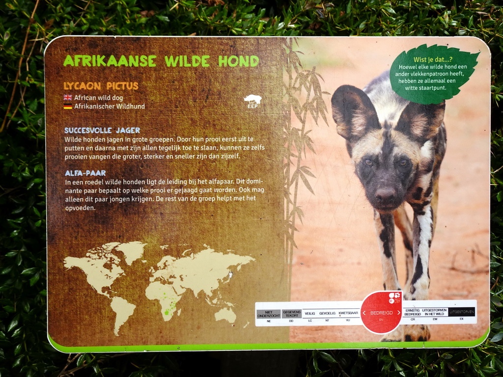 Explanation on the African Wild Dog at the Ngorongoro area at ZooParc Overloon