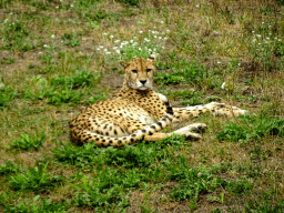 Cheetah at the Ngorongoro area at ZooParc Overloon