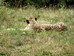 Cheetah at the Ngorongoro area at ZooParc Overloon
