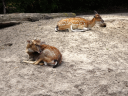 Vietnamese Sika Deer at the Ngorongoro area at ZooParc Overloon