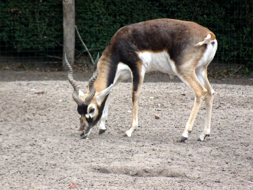 Blackbuck at the Ngorongoro area at ZooParc Overloon