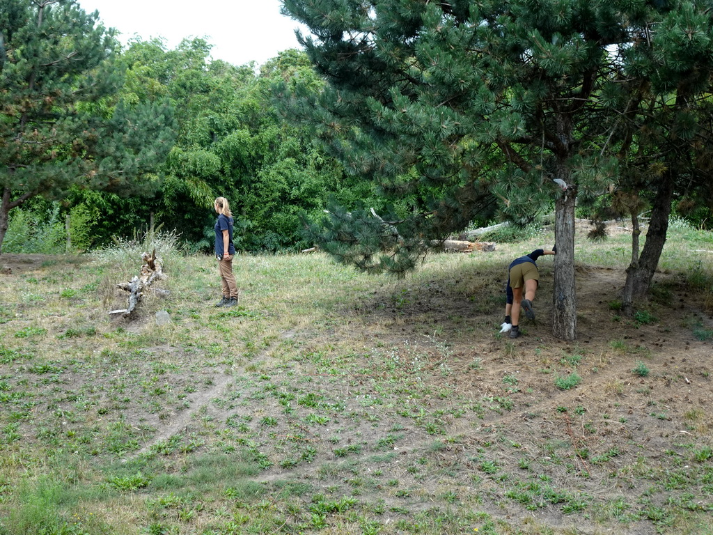 Zookeepers preparing for the feeding of the Cheetahs at the Ngorongoro area at ZooParc Overloon