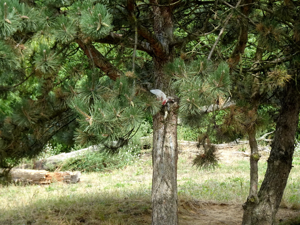 Rabbit hanging in a tree for the feeding of the Cheetahs at the Ngorongoro area at ZooParc Overloon