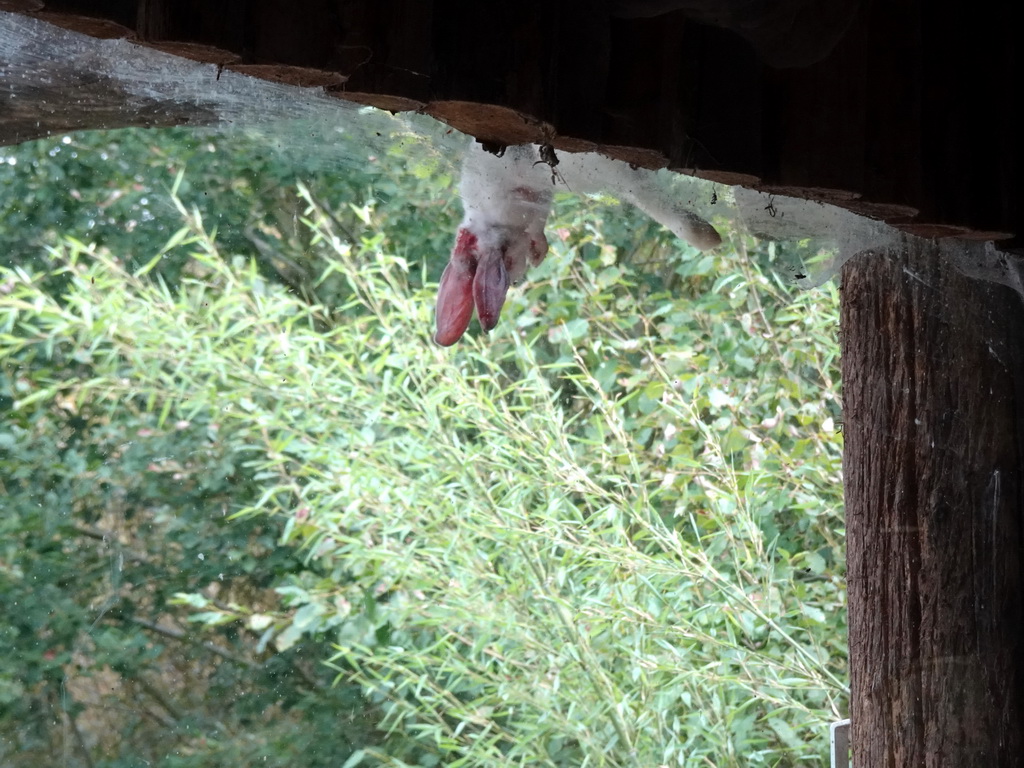 Rabbit hanging in a tree for the feeding of the Cheetahs at the Ngorongoro area at ZooParc Overloon