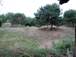 Cheetahs being fed with rabbits at the Ngorongoro area at ZooParc Overloon