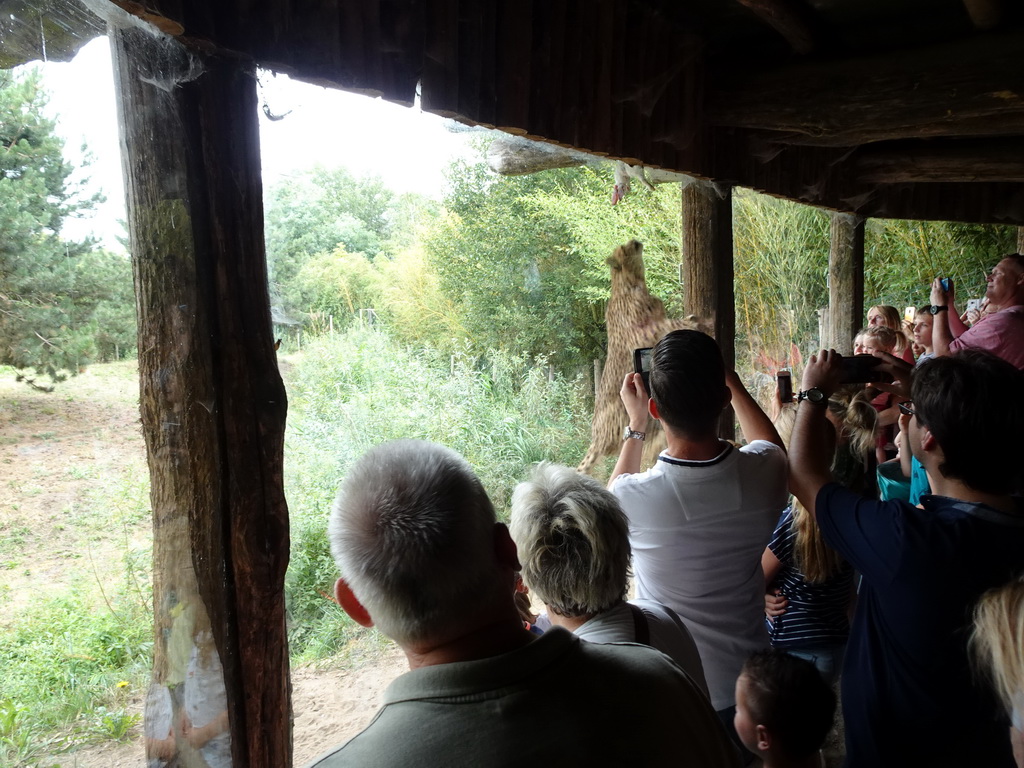 Cheetah being fed with a rabbit at the Ngorongoro area at ZooParc Overloon