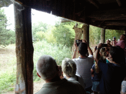 Cheetah being fed with a rabbit at the Ngorongoro area at ZooParc Overloon