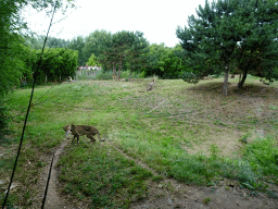 Cheetahs being fed with rabbits at the Ngorongoro area at ZooParc Overloon
