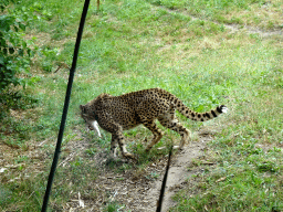 Cheetah being fed with a rabbit at the Ngorongoro area at ZooParc Overloon