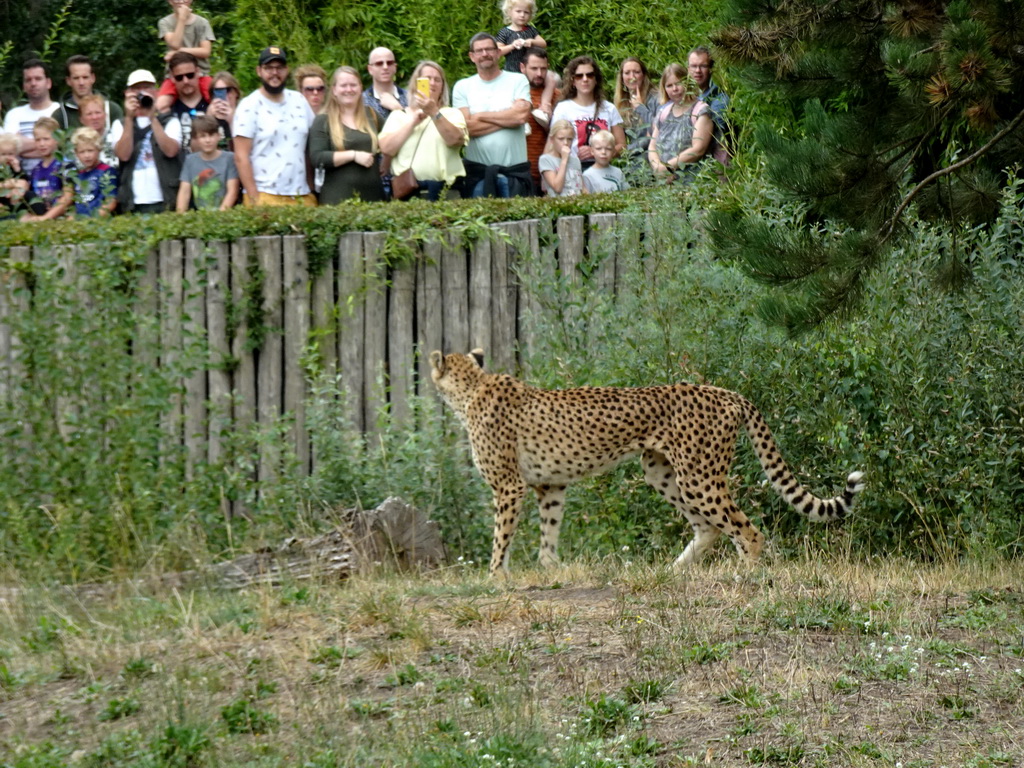 Cheetah at the Ngorongoro area at ZooParc Overloon