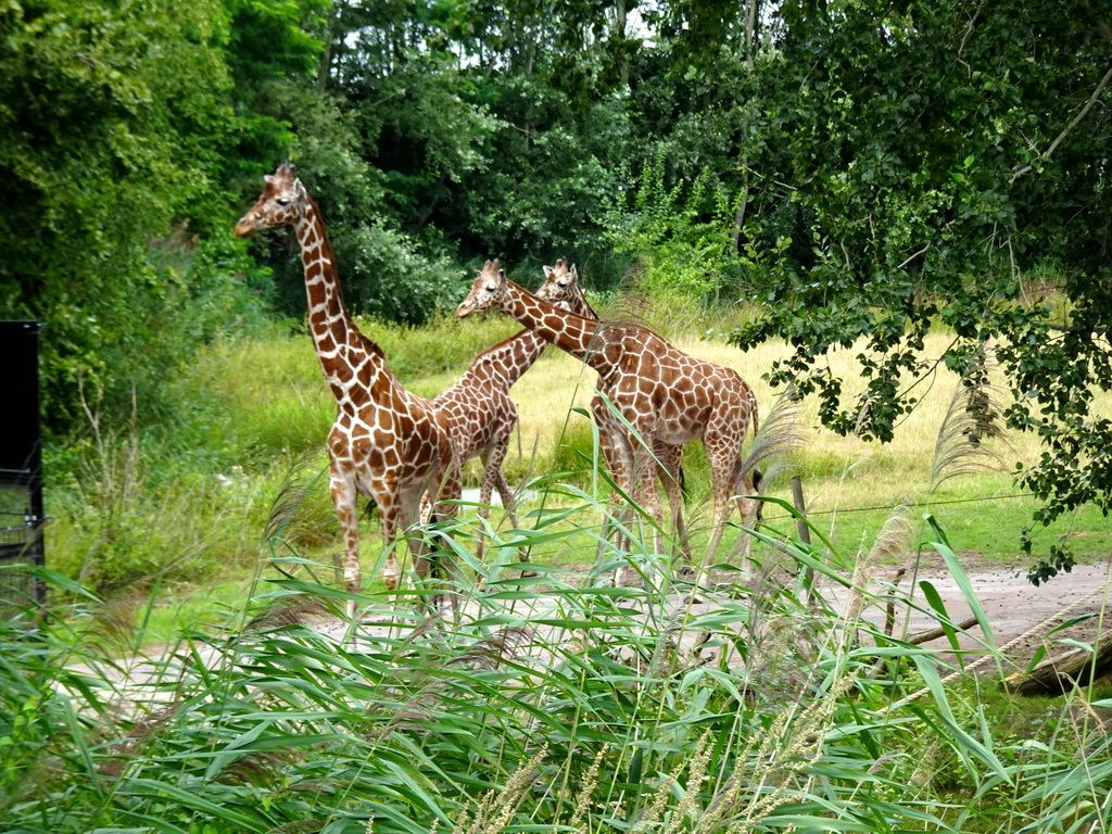 Reticulated Giraffes at the Ngorongoro area at ZooParc Overloon