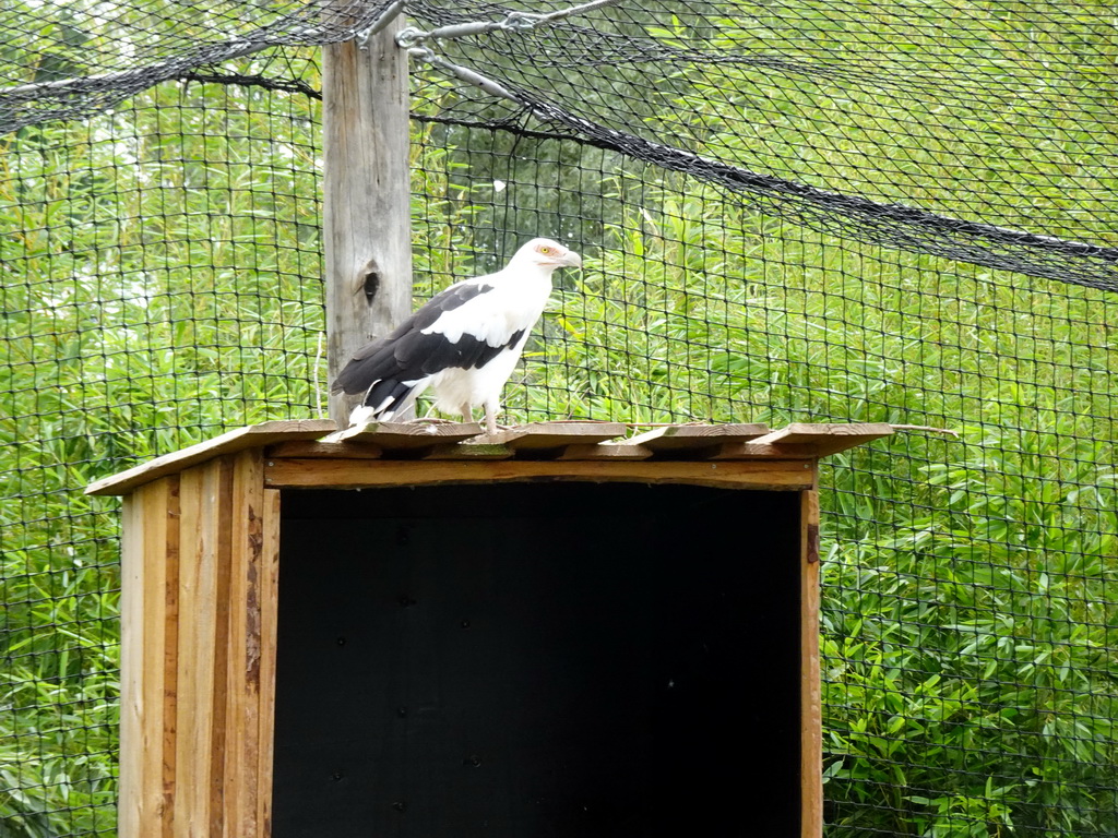 Palm-nut Vulture at the Aviary at the Ngorongoro area at ZooParc Overloon
